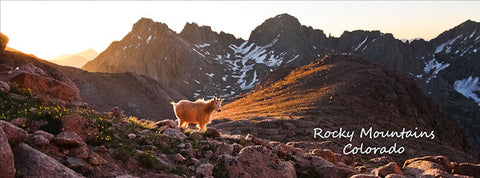 Rocky Mountains (Chicago Basin Goat) Postcard 4x11"